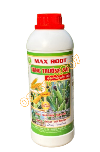 max root tăng trưởng bắp