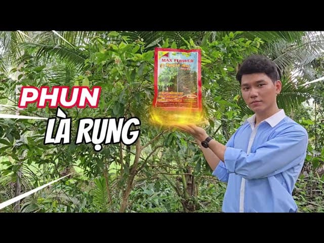 Bí Quyết Rụng Lá Mai Tự Nhiên Không Cần Lặt Lá Mùa Tết, Kết Quả Thử Nghiệm Rụng Lá Mai