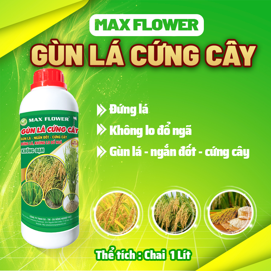 Phân bón lúa Max Flower Gùn Lá Lúa – Ngắn Đốt – Chai 1L