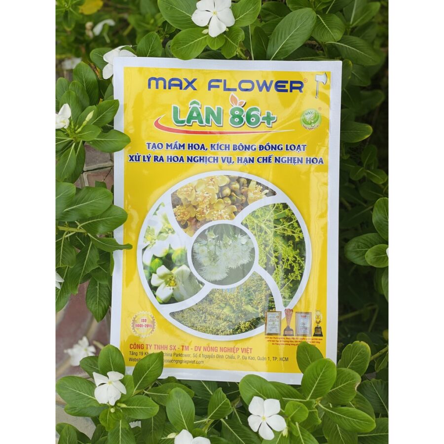 Max Flower Lân 86