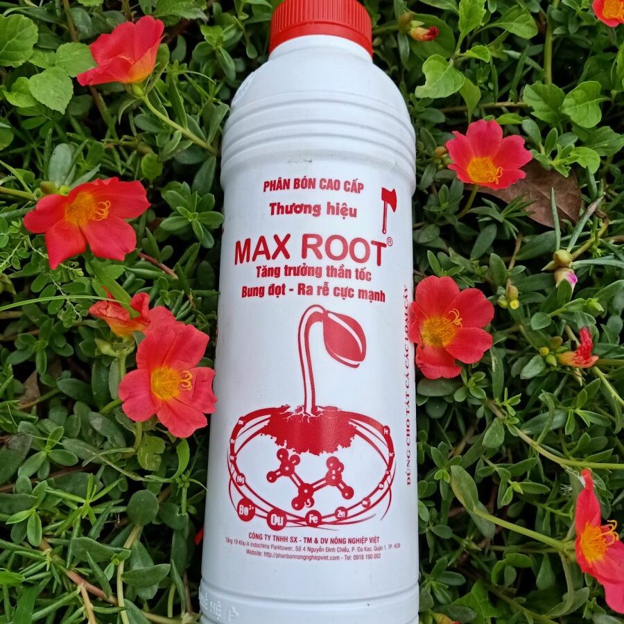 Max Root Siêu Dưỡng