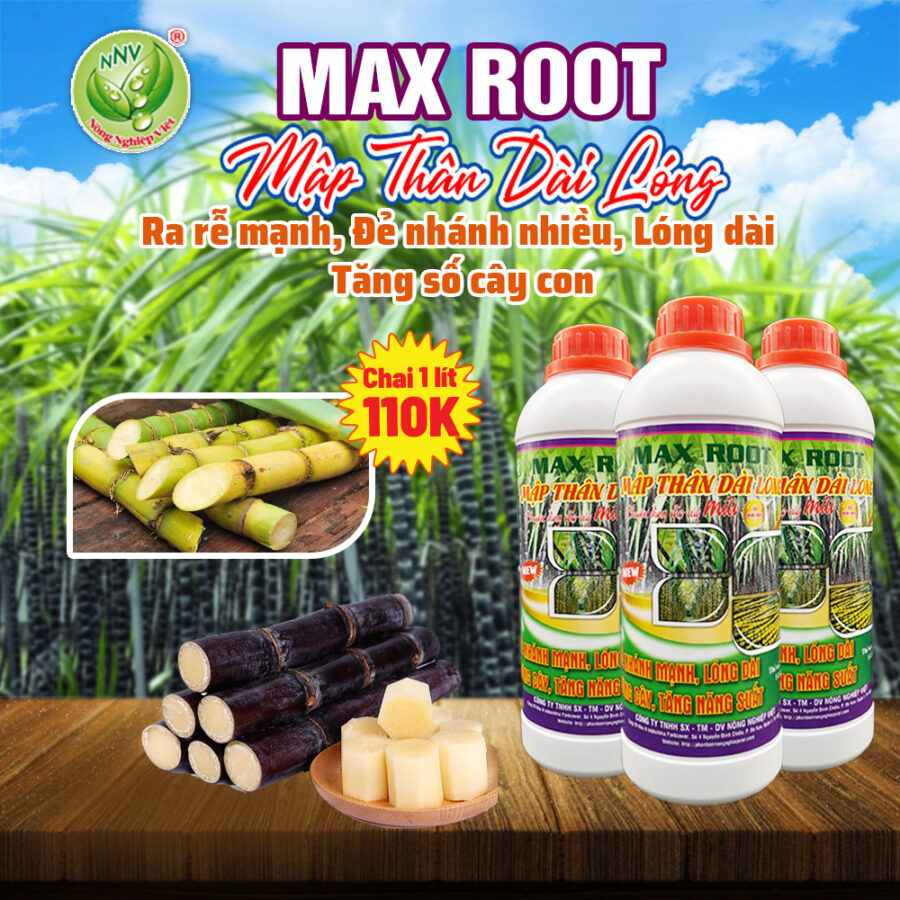 Phân bón Max Root chuyên mía